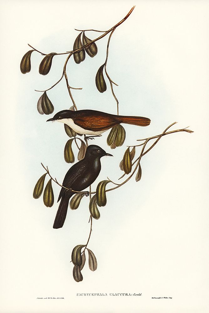 Grey-tailed Pachycephala-Pachycephala glaucura art print by John Gould for $57.95 CAD
