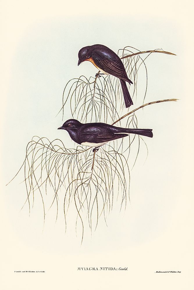 Shining Flycatcher-Myiagra nitida art print by John Gould for $57.95 CAD