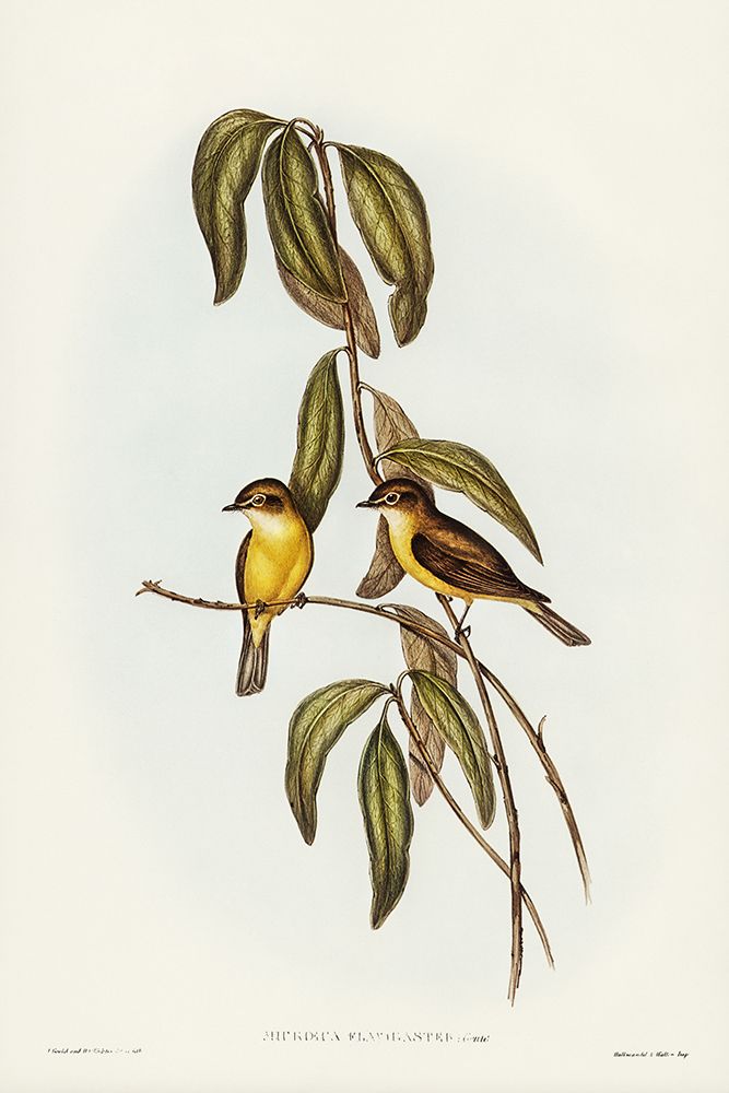 Yellow-bellied flycatcher-Microeca flavigaster art print by John Gould for $57.95 CAD