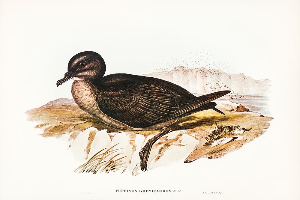 Short-tailed Petrel-Puffinus brevicaudus art print by John Gould for $57.95 CAD
