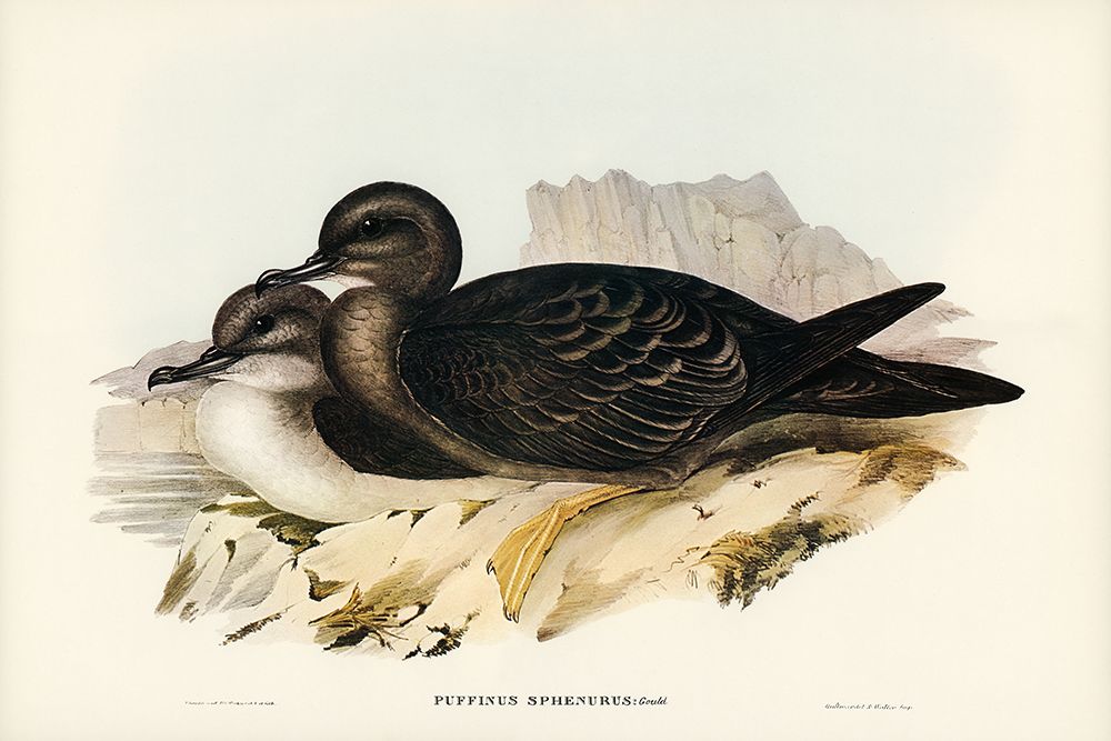 Wedge-tailed Petrel-Puffinus sphenurus art print by John Gould for $57.95 CAD