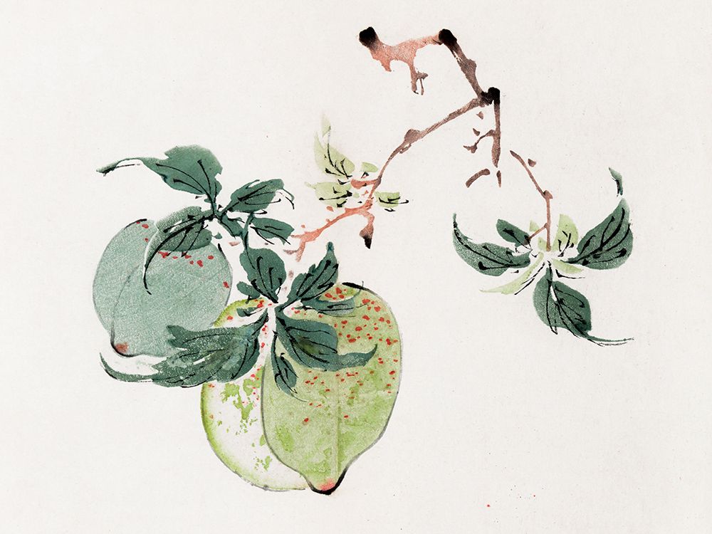 Page from Shi Zhu Zhai Green Fruit art print by Hu Zhengyan for $57.95 CAD