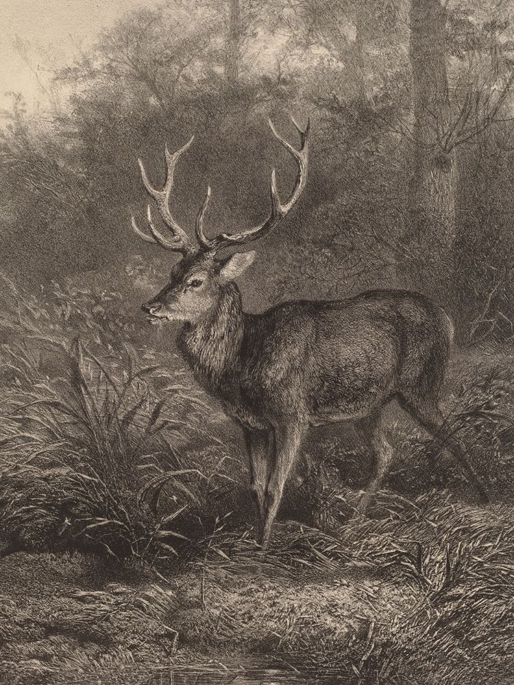 Cerf Dix-Cors-Ten Horned Deer art print by Karl Bodmer for $57.95 CAD