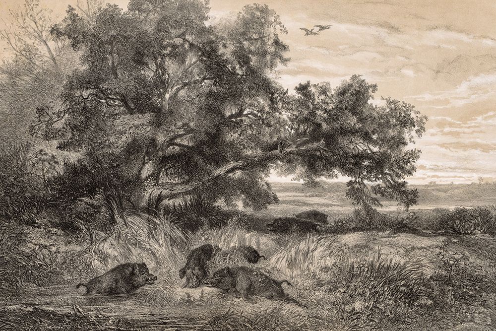 Wild Boar in a Pond art print by Karl Bodmer for $57.95 CAD