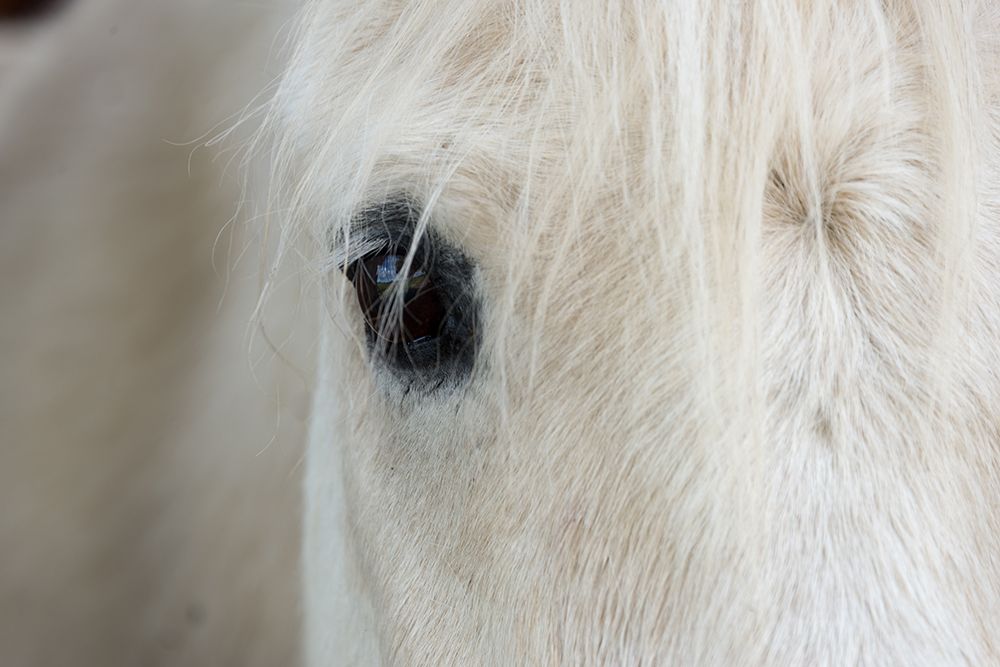 Horse Eye art print by The Yellowstone Collection for $57.95 CAD