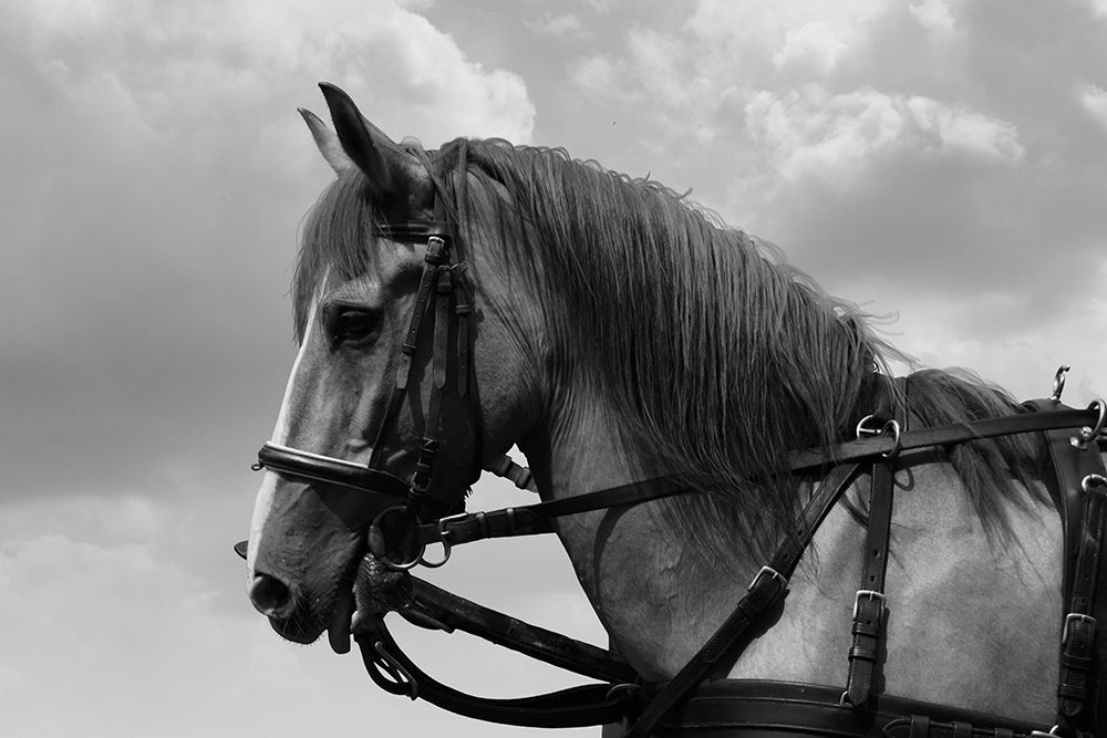 Horse in Harness art print by The Yellowstone Collection for $57.95 CAD