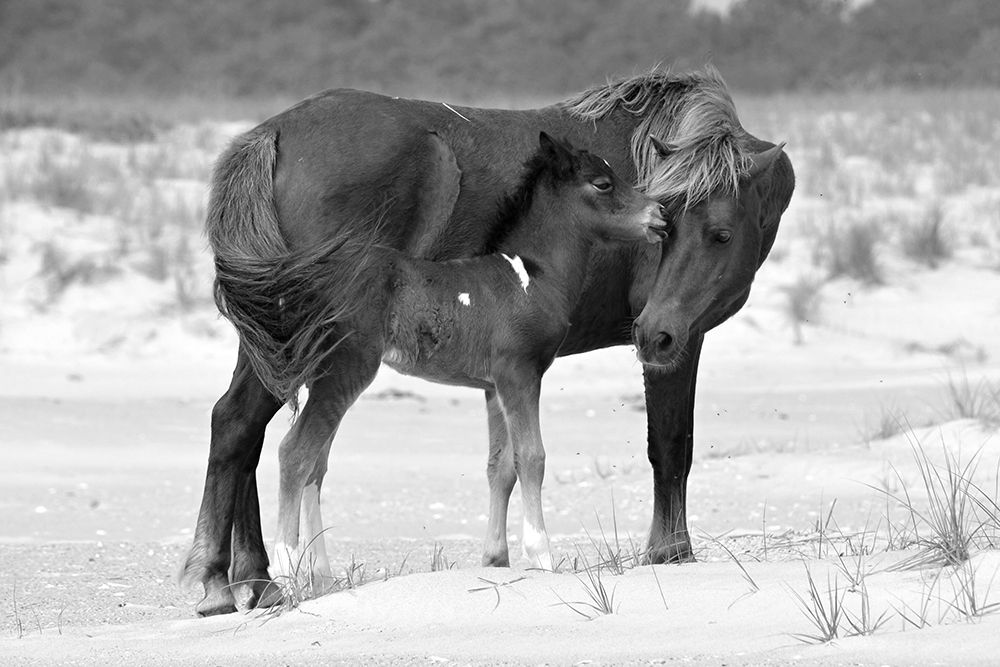 Mother and Foal art print by The Yellowstone Collection for $57.95 CAD