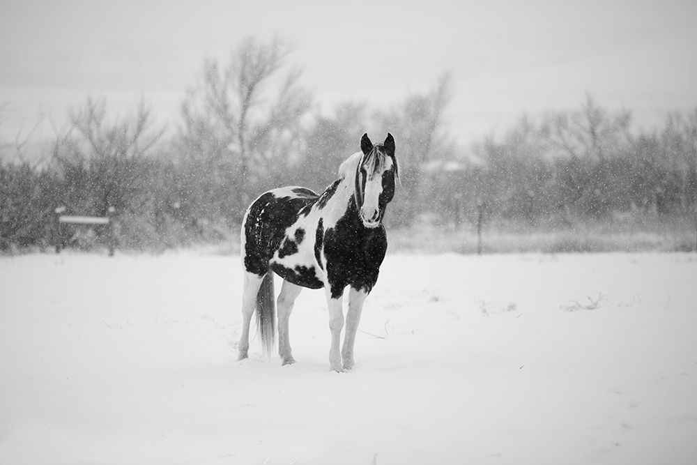 Winter Piebald art print by The Yellowstone Collection for $57.95 CAD