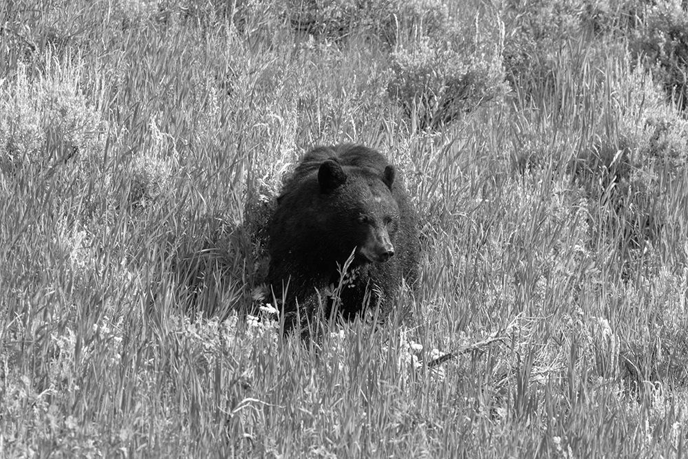 Black Bear in Lamar Valley, Yellowstone National Park art print by The Yellowstone Collection for $57.95 CAD
