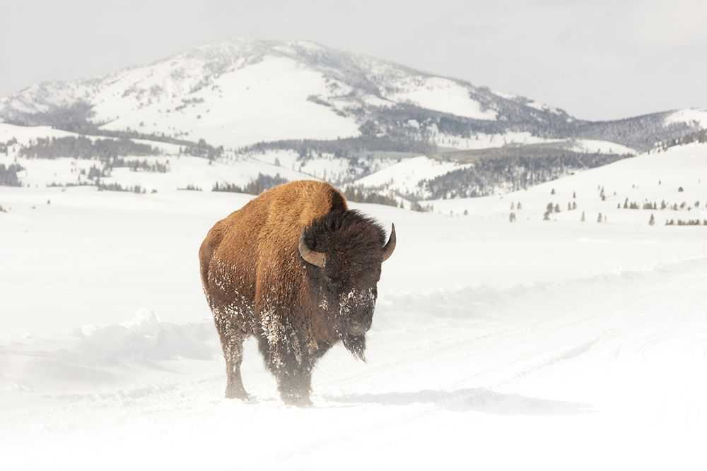 Bull Bison near Swan Lake, Yellowstone National Park art print by The Yellowstone Collection for $57.95 CAD
