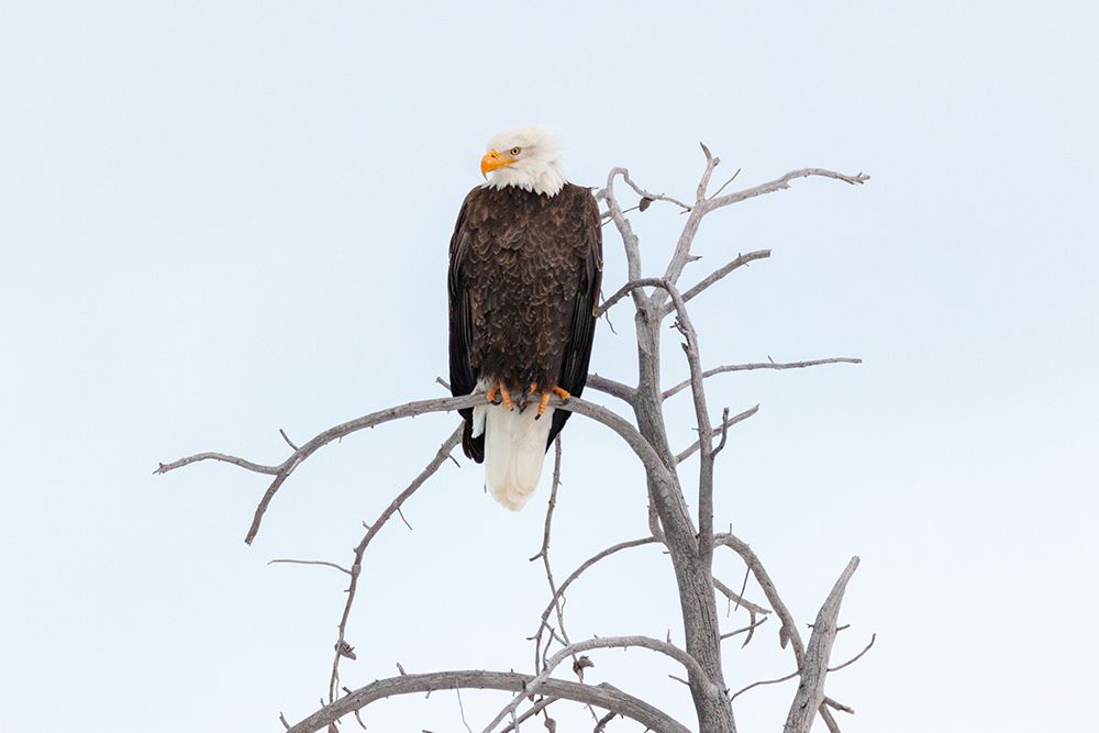 Bald Eagle near the Yellowstone River, Yellowstone National Park art print by The Yellowstone Collection for $57.95 CAD