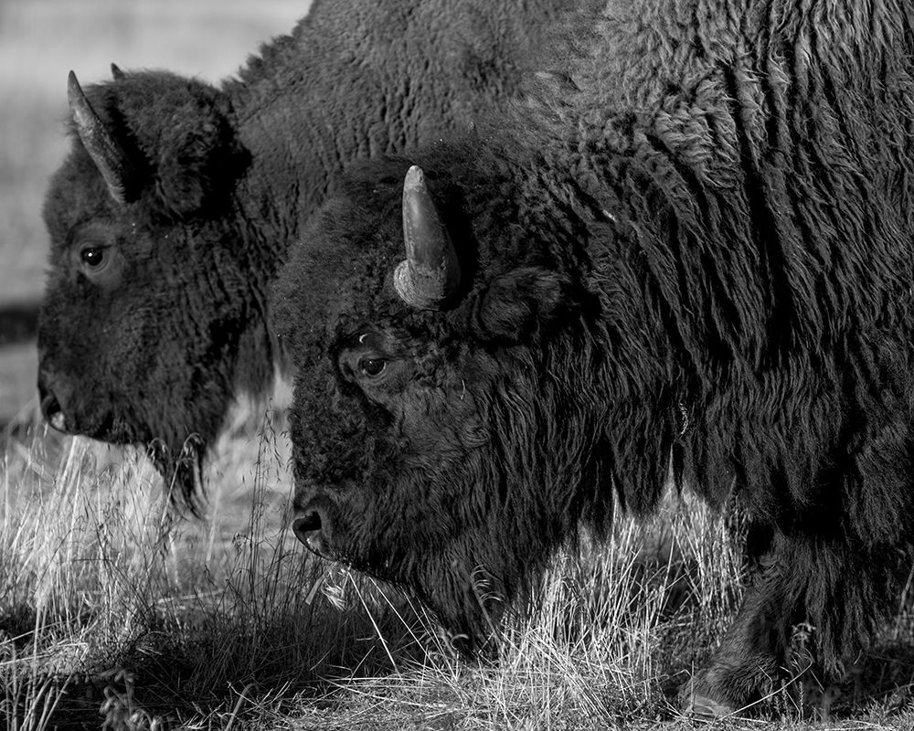 Bison art print by The Yellowstone Collection for $57.95 CAD