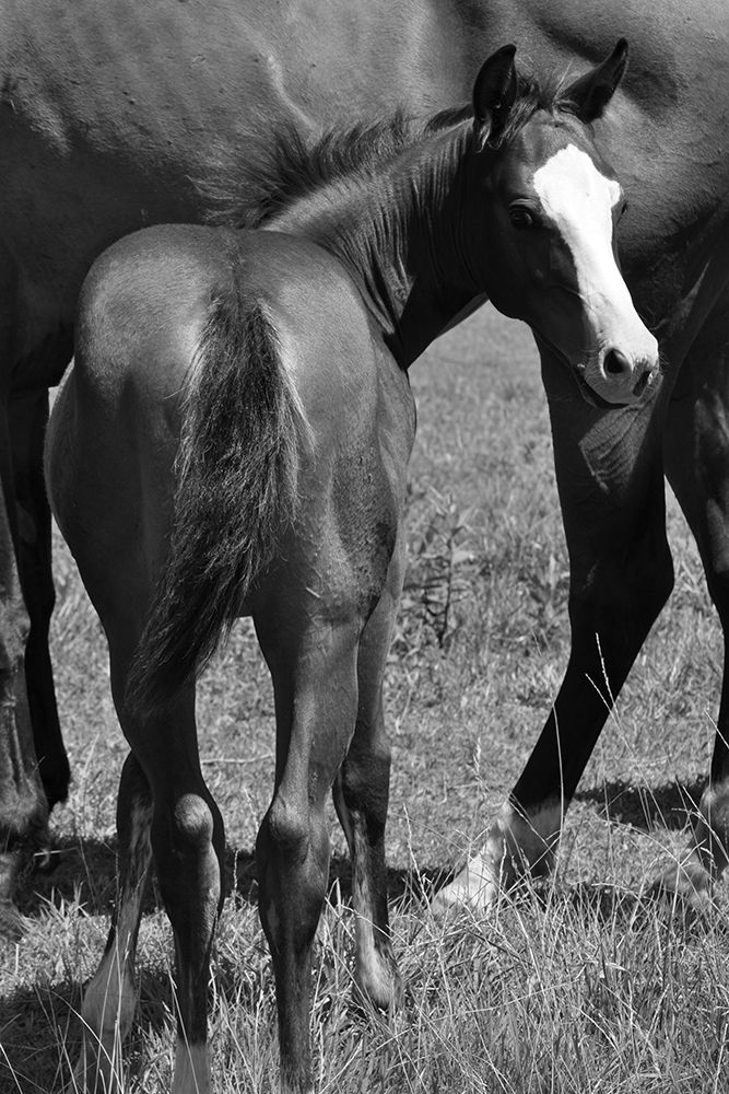 Foal and mare art print by The Yellowstone Collection for $57.95 CAD