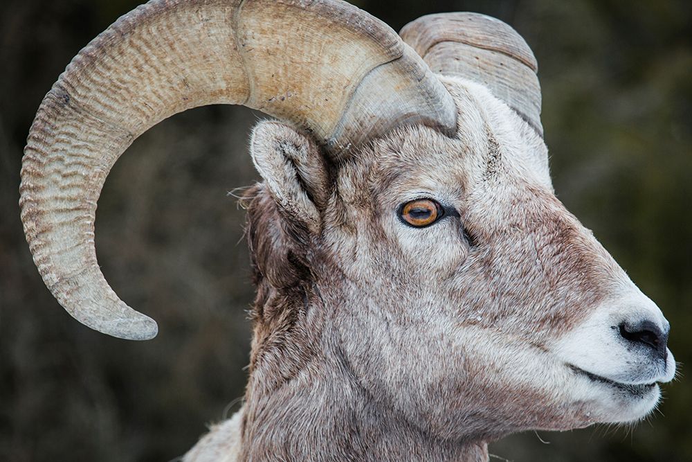 Bighorn Ram, Lamar Valley, Yellowstone National Park art print by The Yellowstone Collection for $57.95 CAD