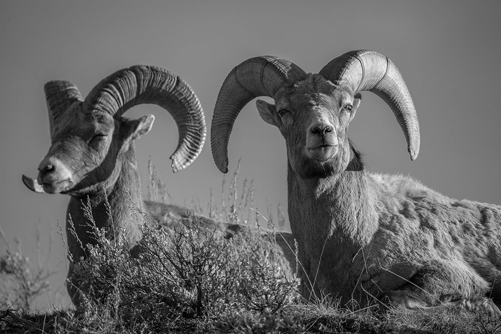 Bighorn Rams, Lamar Canyon, Yellowstone National Park art print by The Yellowstone Collection for $57.95 CAD