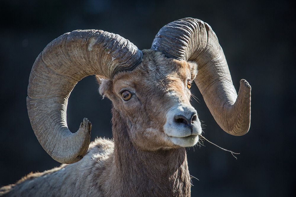 Bighorn sheep, Lamar Valley, Yellowstone National Park art print by The Yellowstone Collection for $57.95 CAD