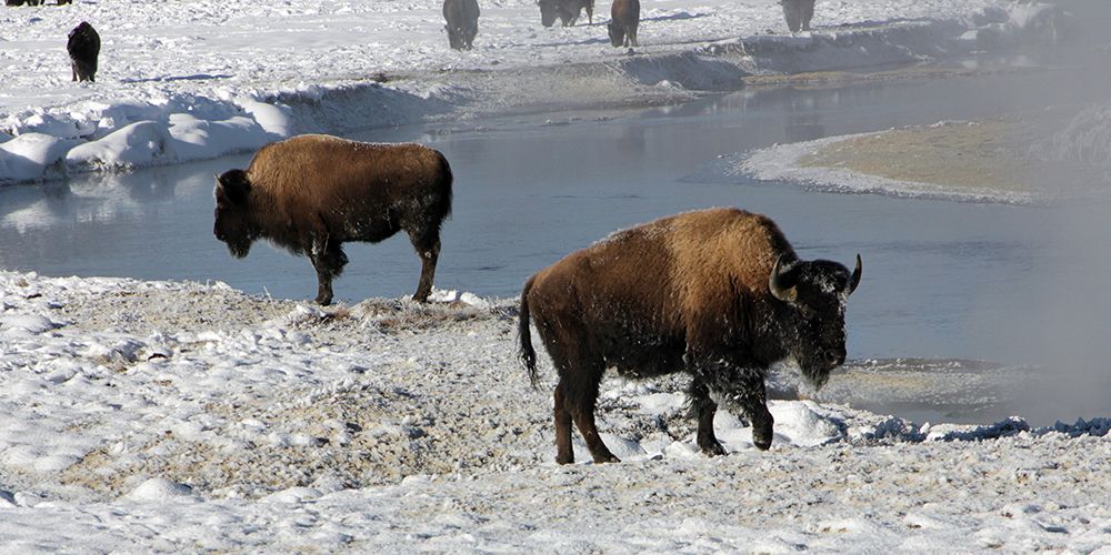 Bison along the Gibbon River, Yellowstone National Park art print by Diane Renkin for $57.95 CAD