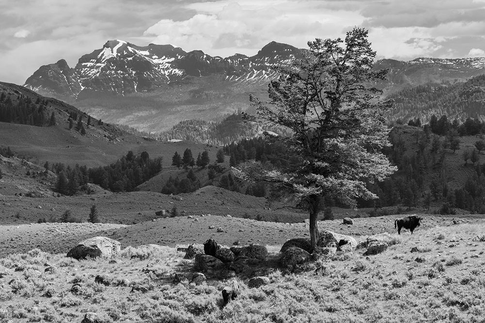 Bison near Cutoff Mountain, Yellowstone National Park art print by The Yellowstone Collection for $57.95 CAD