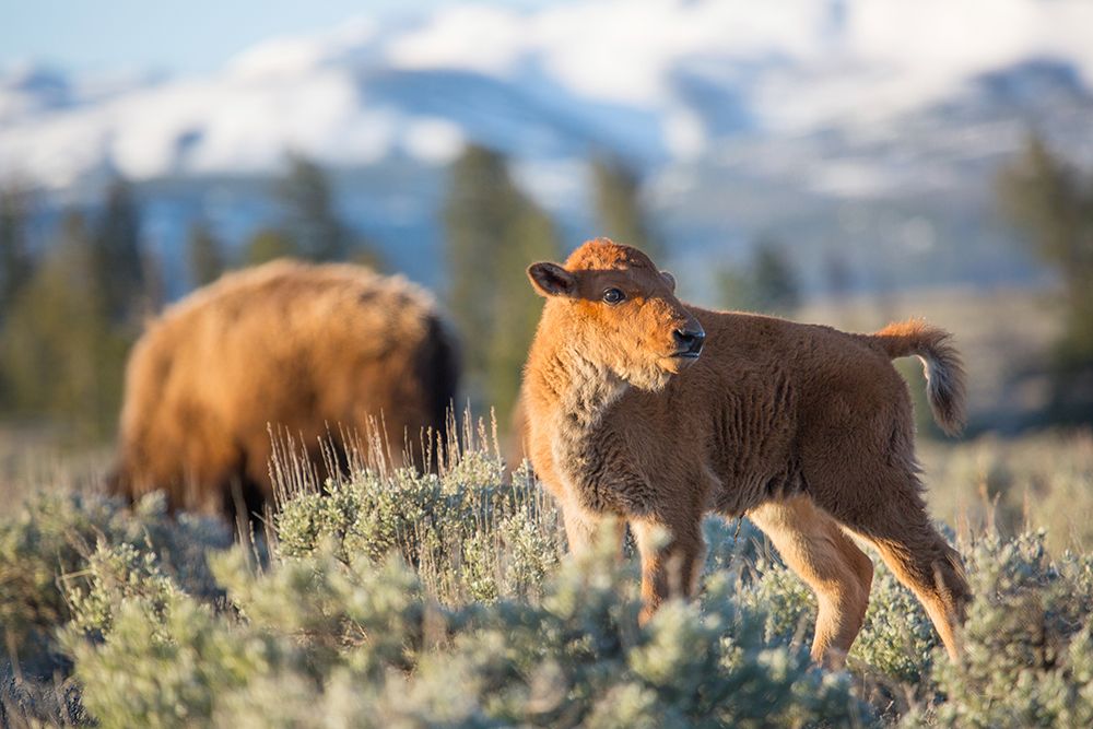 Bison Calf, Blacktail Deer Plateau, Yellowstone National Park art print by The Yellowstone Collection for $57.95 CAD