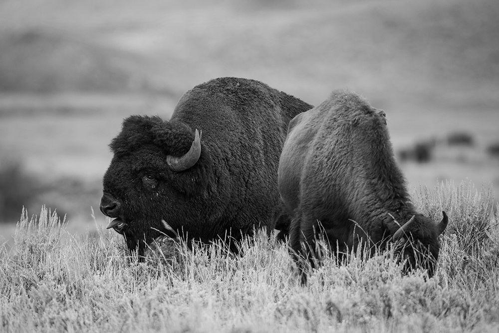 Bison Bull and Cow, Yellowstone National Park art print by Neal Herbert for $57.95 CAD