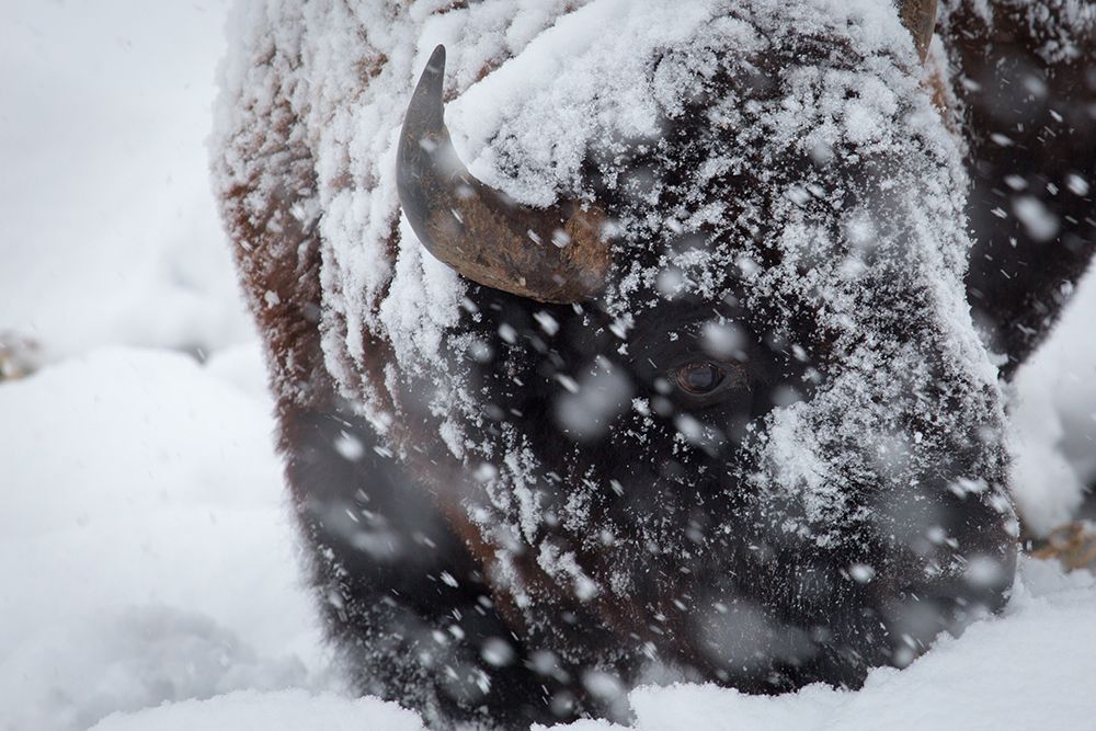 Bison in a snow storm Lamar Valley, Yellowstone National Park art print by Neal Herbert for $57.95 CAD