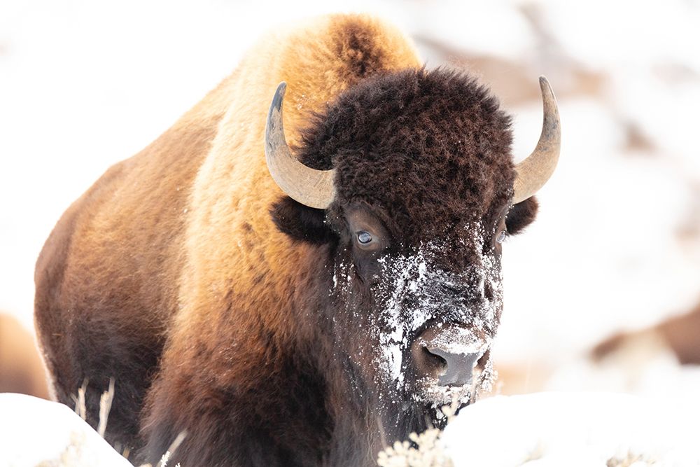 Bison face with snow, Yellowstone National Park art print by The Yellowstone Collection for $57.95 CAD