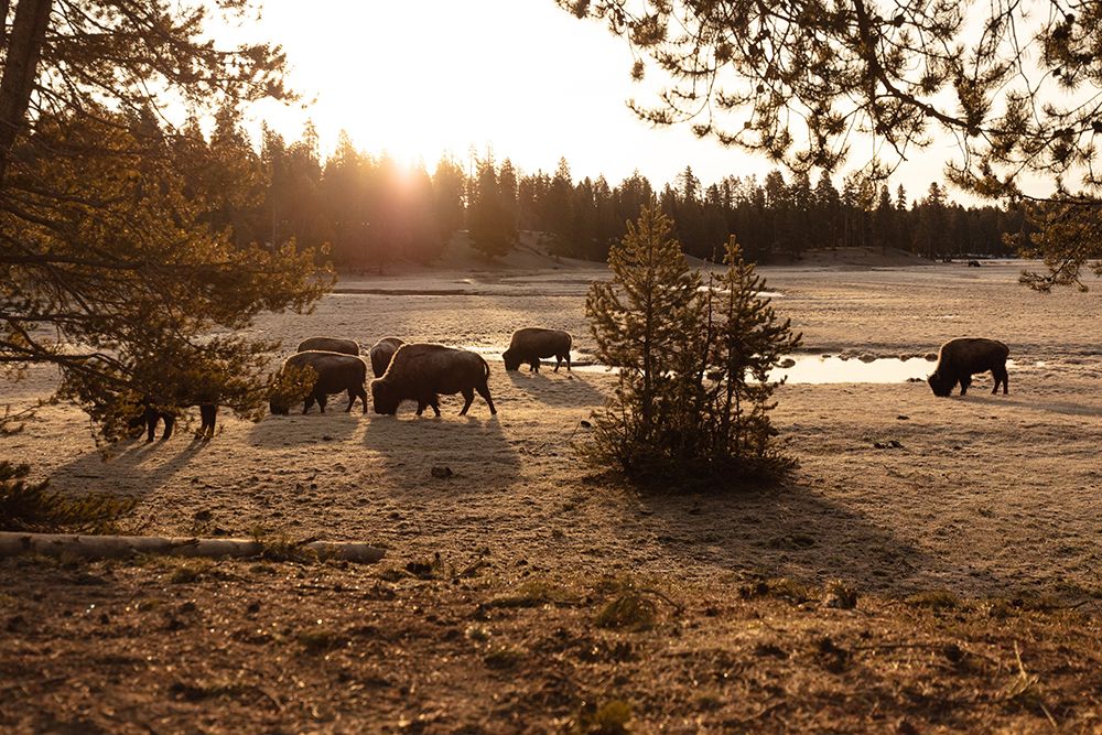 Bison graze near Norris Junction, Yellowstone National Park art print by The Yellowstone Collection for $57.95 CAD