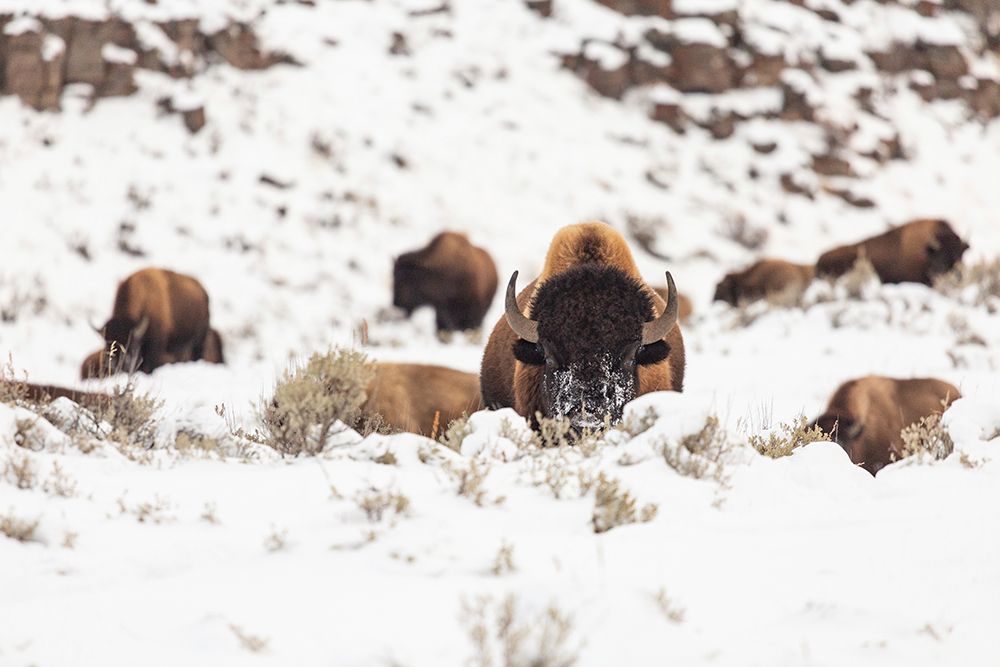 Bison group in snow, Yellowstone National Park art print by Josh Spice for $57.95 CAD