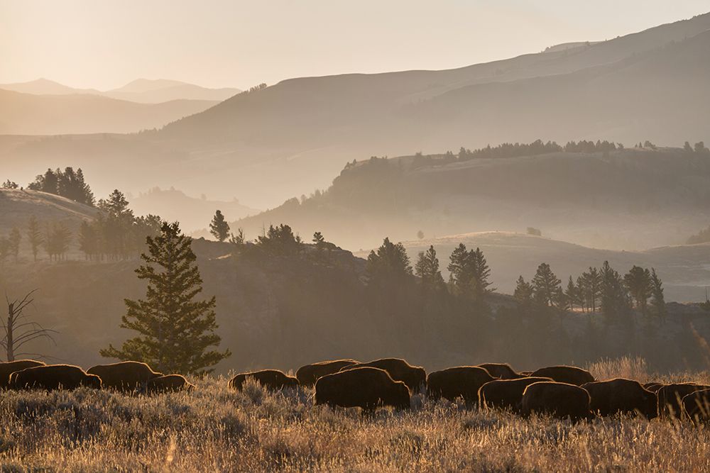 Bison herd, Lamar Valley, Yellowstone National Park art print by The Yellowstone Collection for $57.95 CAD