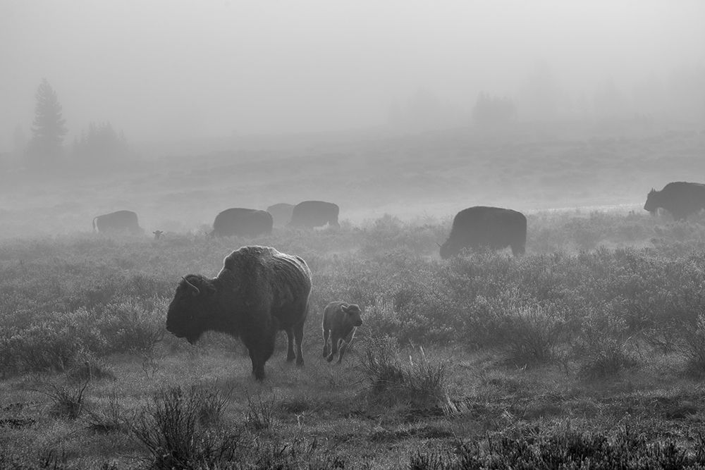Bison in the fog, Swan Lake Flat, Yellowstone National Park art print by The Yellowstone Collection for $57.95 CAD