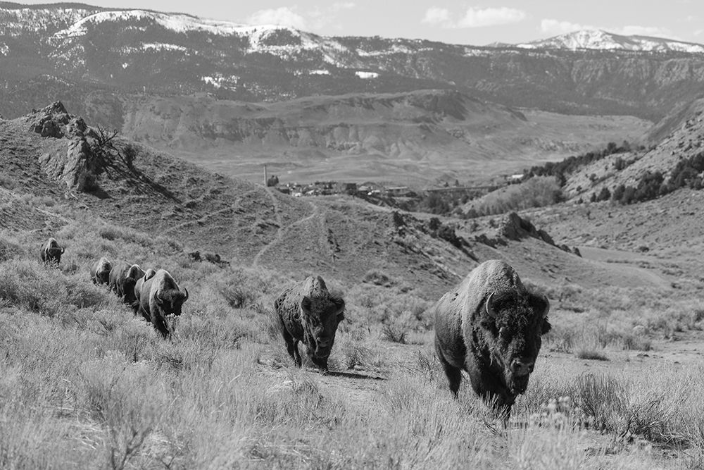 Bison at Gardiner Basin, Yellowstone National Park art print by The Yellowstone Collection for $57.95 CAD