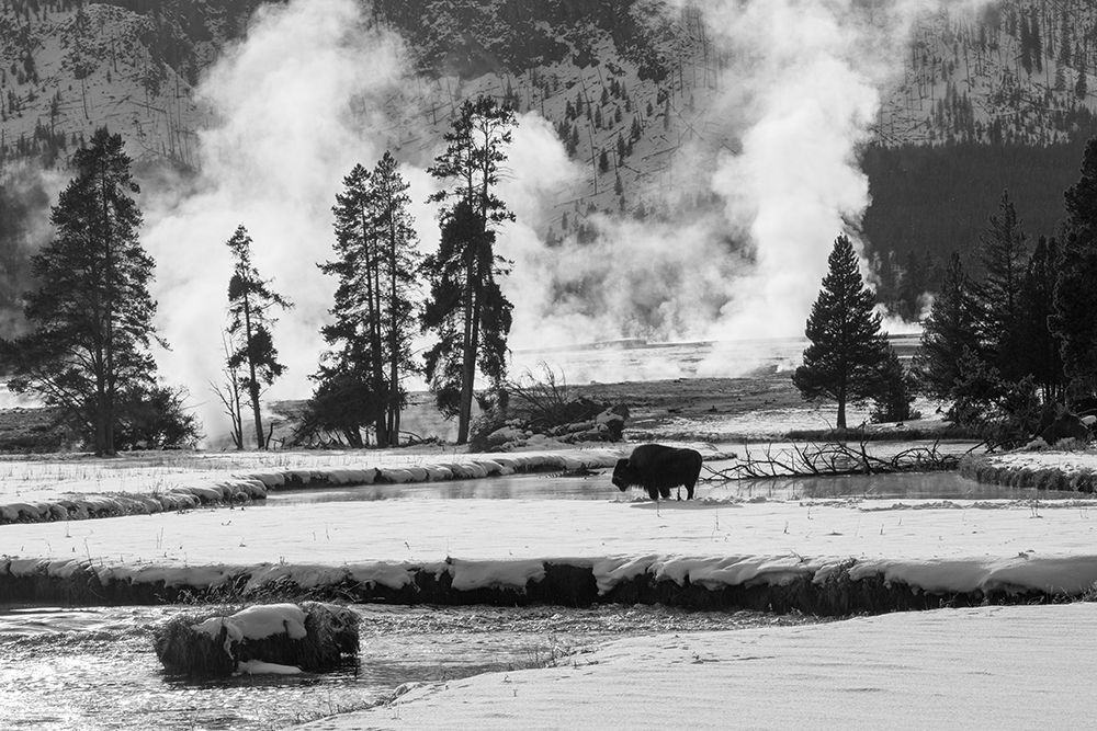 Bison near Biscuit Basin, Yellowstone National Park art print by The Yellowstone Collection for $57.95 CAD