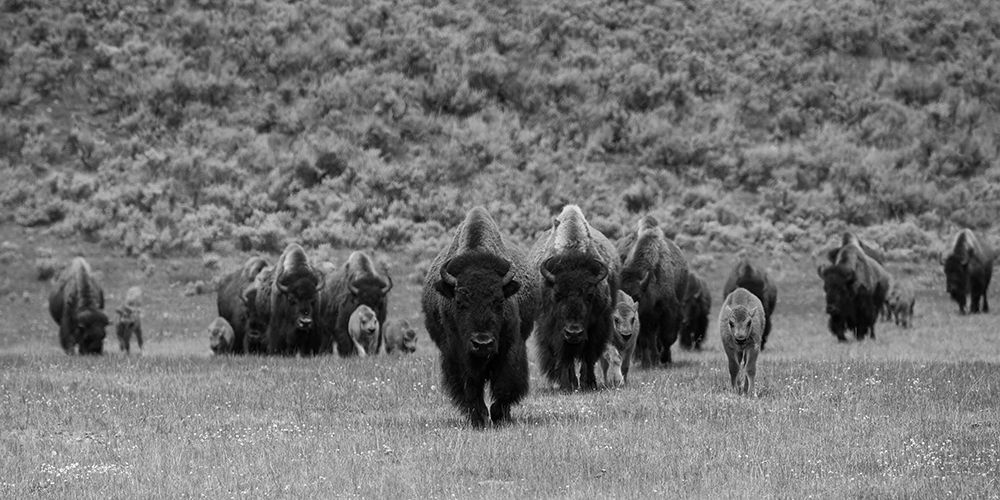 Bison on the move, Lamar Valley, Yellowstone National Park art print by The Yellowstone Collection for $57.95 CAD
