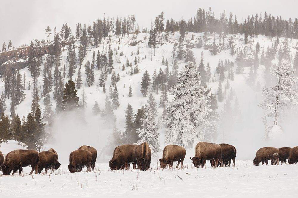 Bison along the Firehole River, Yellowstone National Park art print by The Yellowstone Collection for $57.95 CAD