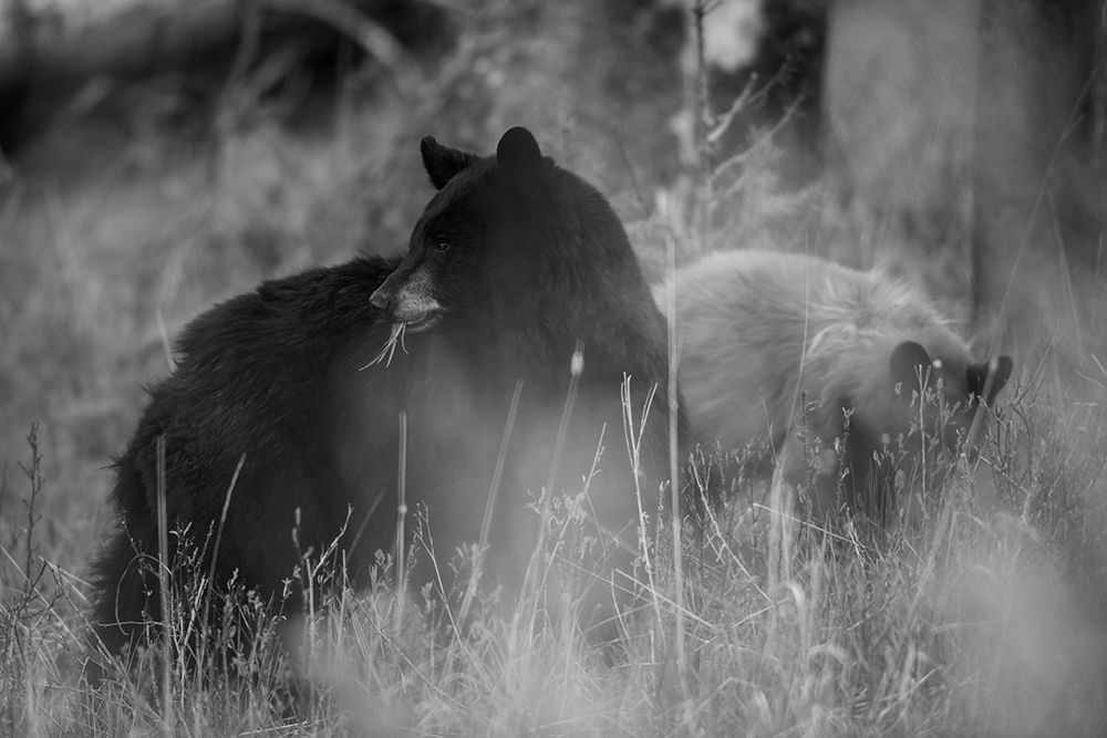 Black Bear Sow with Cub, Tower Fall, Yellowstone National Park art print by The Yellowstone Collection for $57.95 CAD