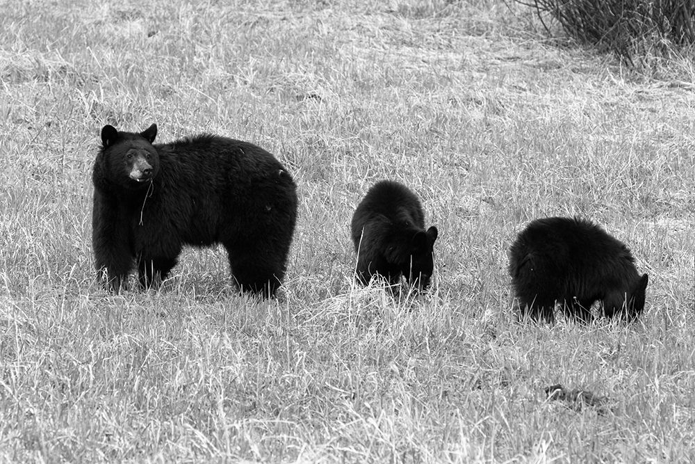 Blackbear Sow and Cubs, Yellowstone National Park art print by Corrie Frank for $57.95 CAD