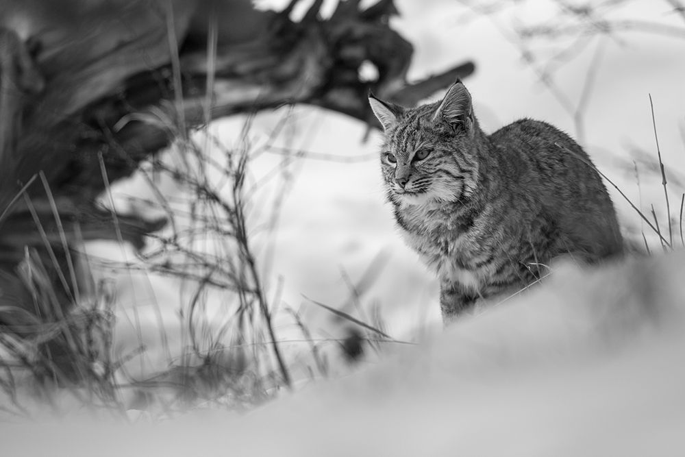 Bobcat along the Madison River, Yellowstone National Park art print by The Yellowstone Collection for $57.95 CAD
