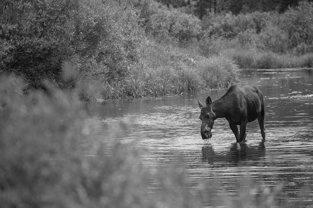 Female Moose, Gallatin River, Yellowstone National Park art print by The Yellowstone Collection for $57.95 CAD