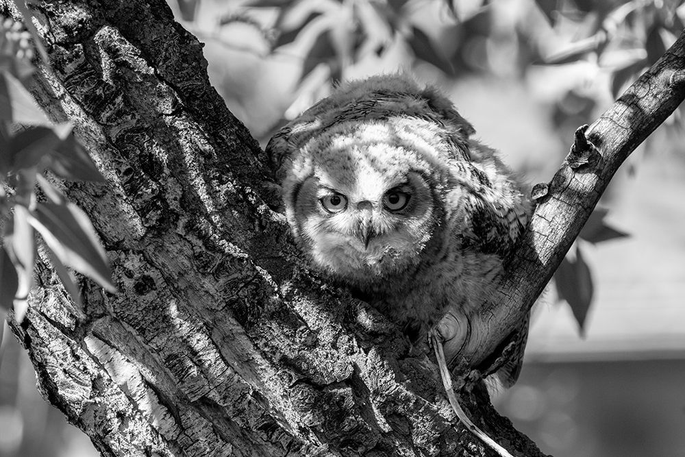 Fledged Great Horned Owl Chick, Yellowstone National Park art print by Jacob W. Frank for $57.95 CAD