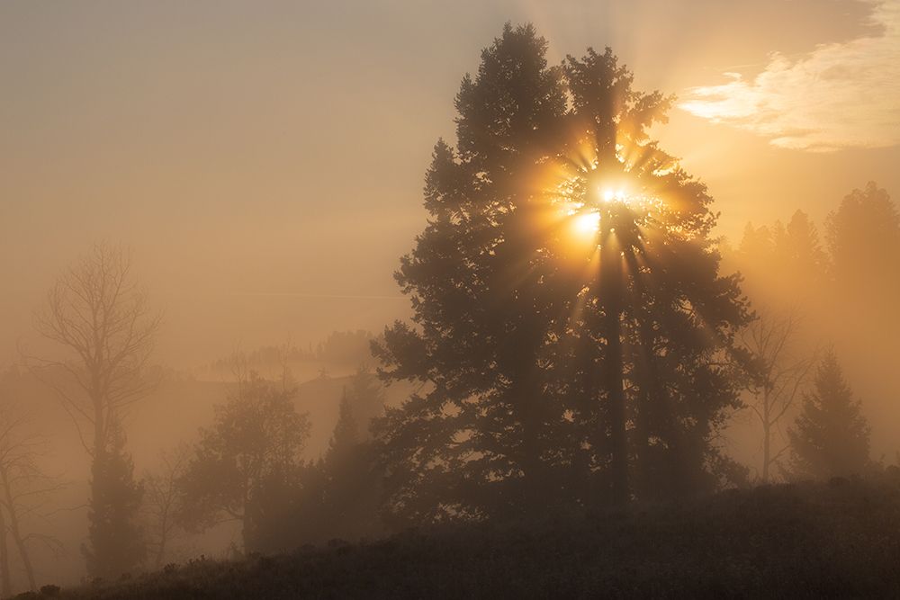 Foggy Sunrise, Blacktail Deer Plateau, Yellowstone National Park art print by The Yellowstone Collection for $57.95 CAD
