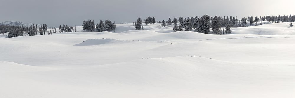Fresh Snow, Blacktail Deer Plateau, Yellowstone National Park art print by The Yellowstone Collection for $57.95 CAD