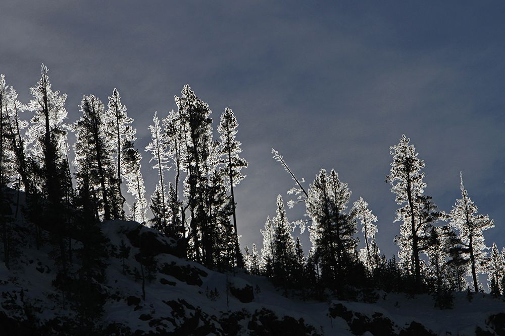 Frosted Trees in Gibbon Canyon, Yellowstone National Park art print by Jim Peaco for $57.95 CAD