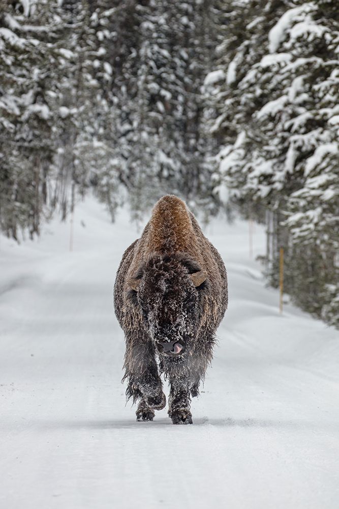 Frosty Bull Bison near Fishing Bridge, Yellowstone National Park art print by The Yellowstone Collection for $57.95 CAD
