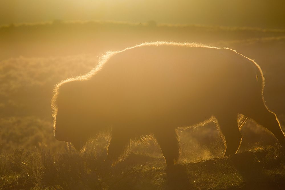 Golden hour in Lamar Valley, Yellowstone National Park art print by The Yellowstone Collection for $57.95 CAD