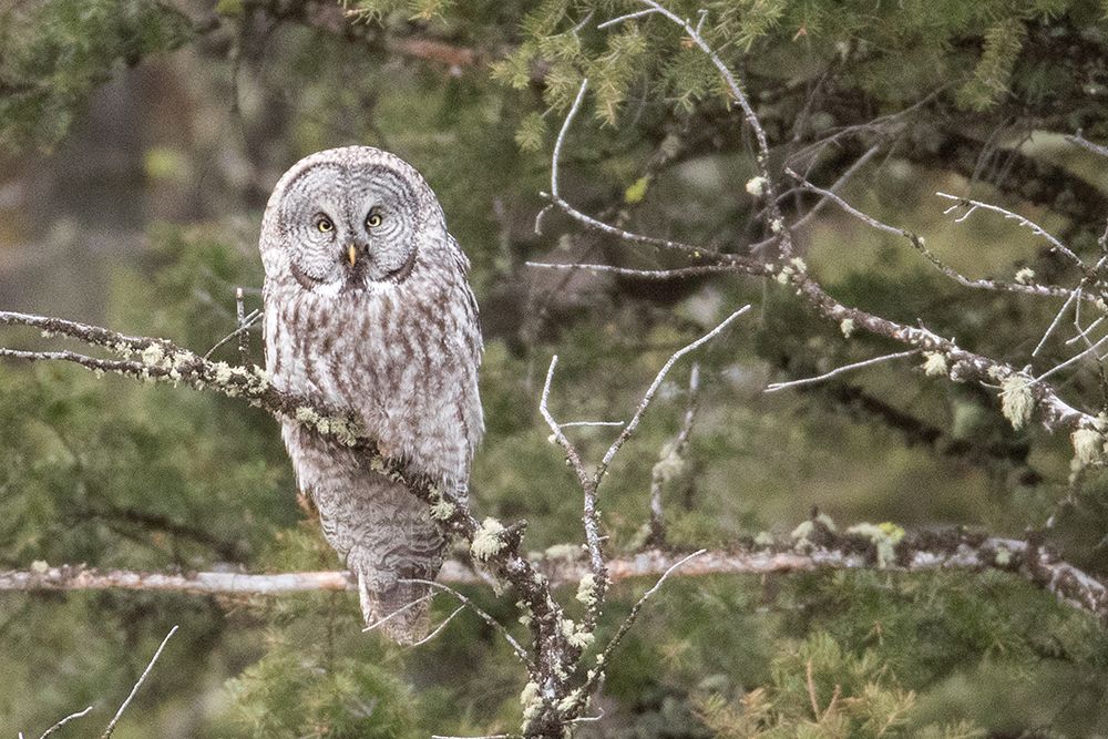 Great Gray Owl, Yellowstone National Park art print by Jim Peaco for $57.95 CAD