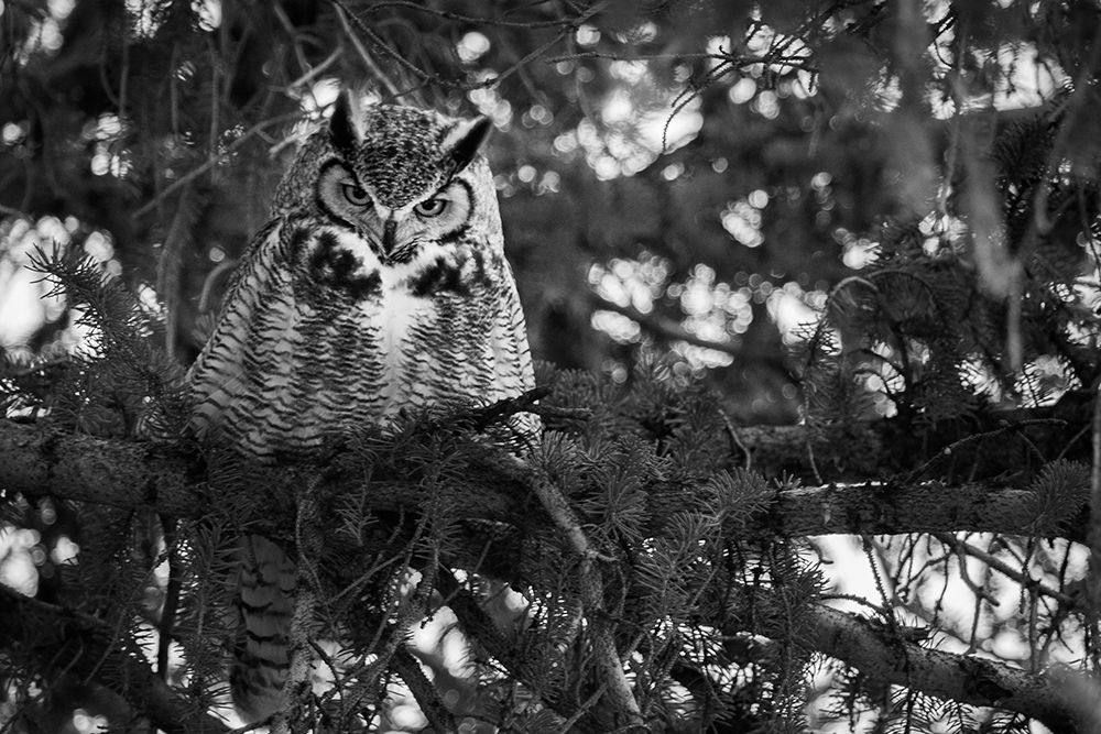 Great Horned Owl at Mammoth, Yellowstone National Park art print by Neal Herbert for $57.95 CAD