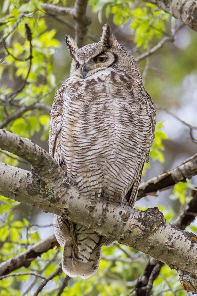 Great Horned Owl in Mammoth Hot Springs, Yellowstone National Park art print by Jim Peaco for $57.95 CAD
