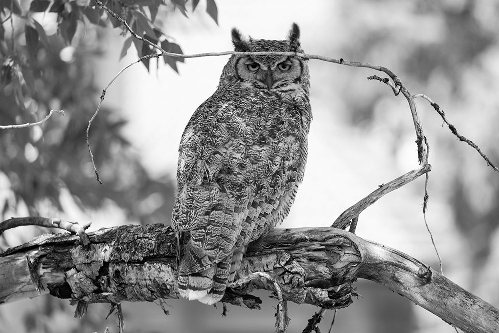 Great Horned Owl in Fort Yellowstone, Yellowstone National Park art print by The Yellowstone Collection for $57.95 CAD