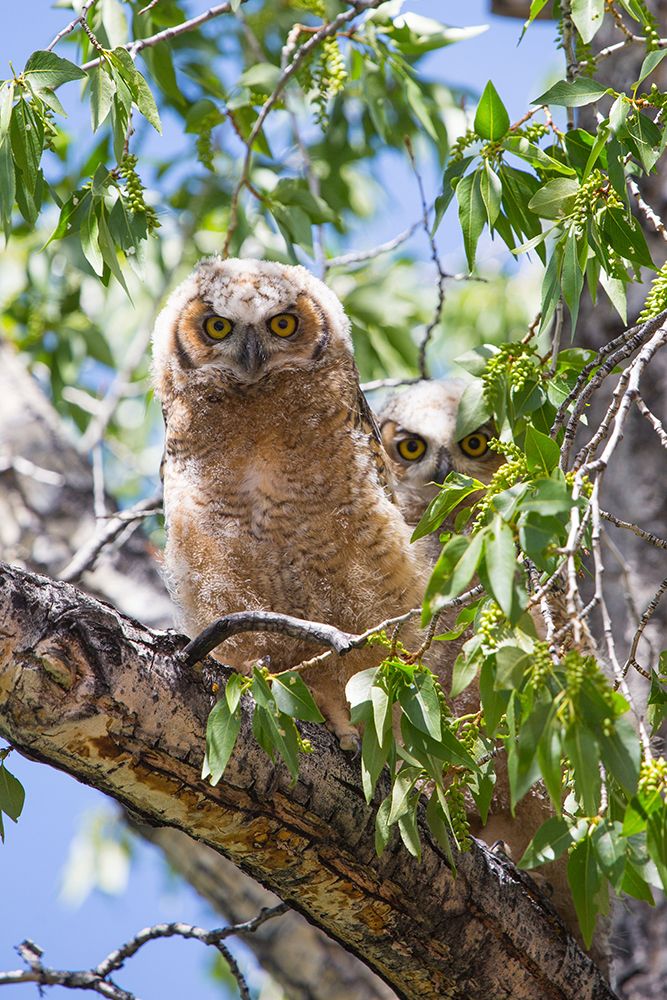 Great Horned Owlets, Mammoth Hot Springs, Yellowstone National Park art print by The Yellowstone Collection for $57.95 CAD