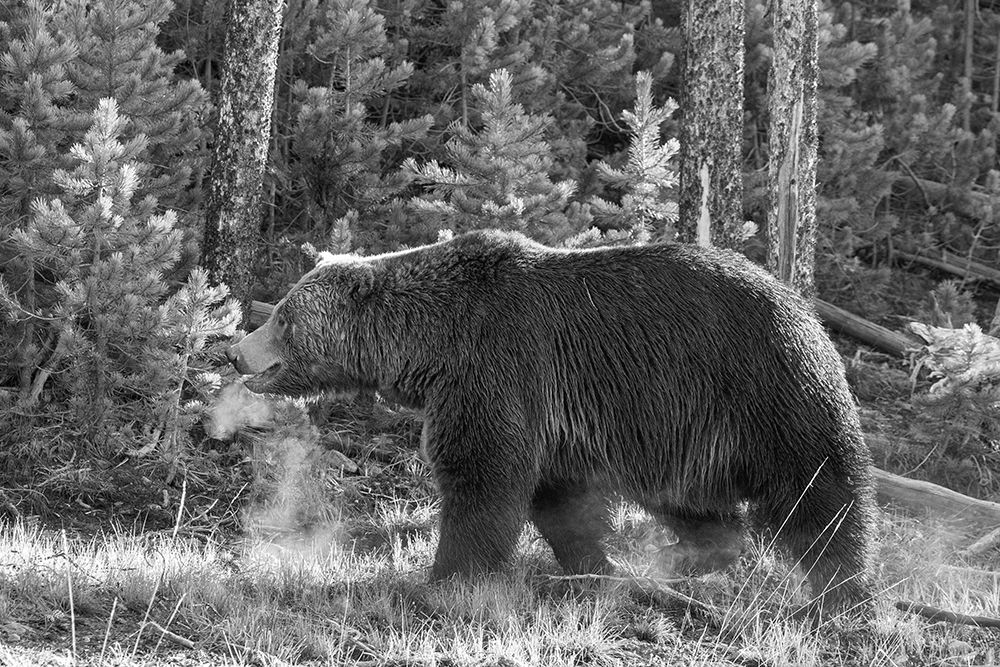 Grizzly Bear, Yellowstone National Park art print by Jim Peaco for $57.95 CAD